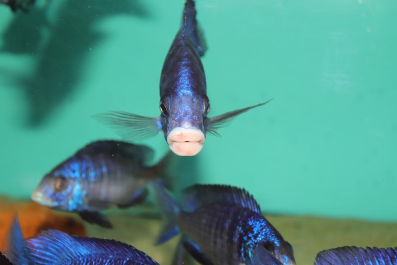 Placidochromis phenochilus 'Mdoka Reef'